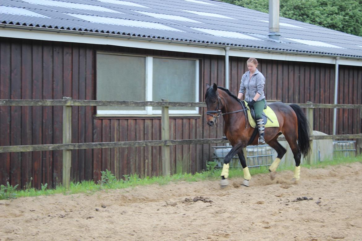 Standardbred Onki *Sille* - Træning på ridebanen 27. Maj 2016 billede 3