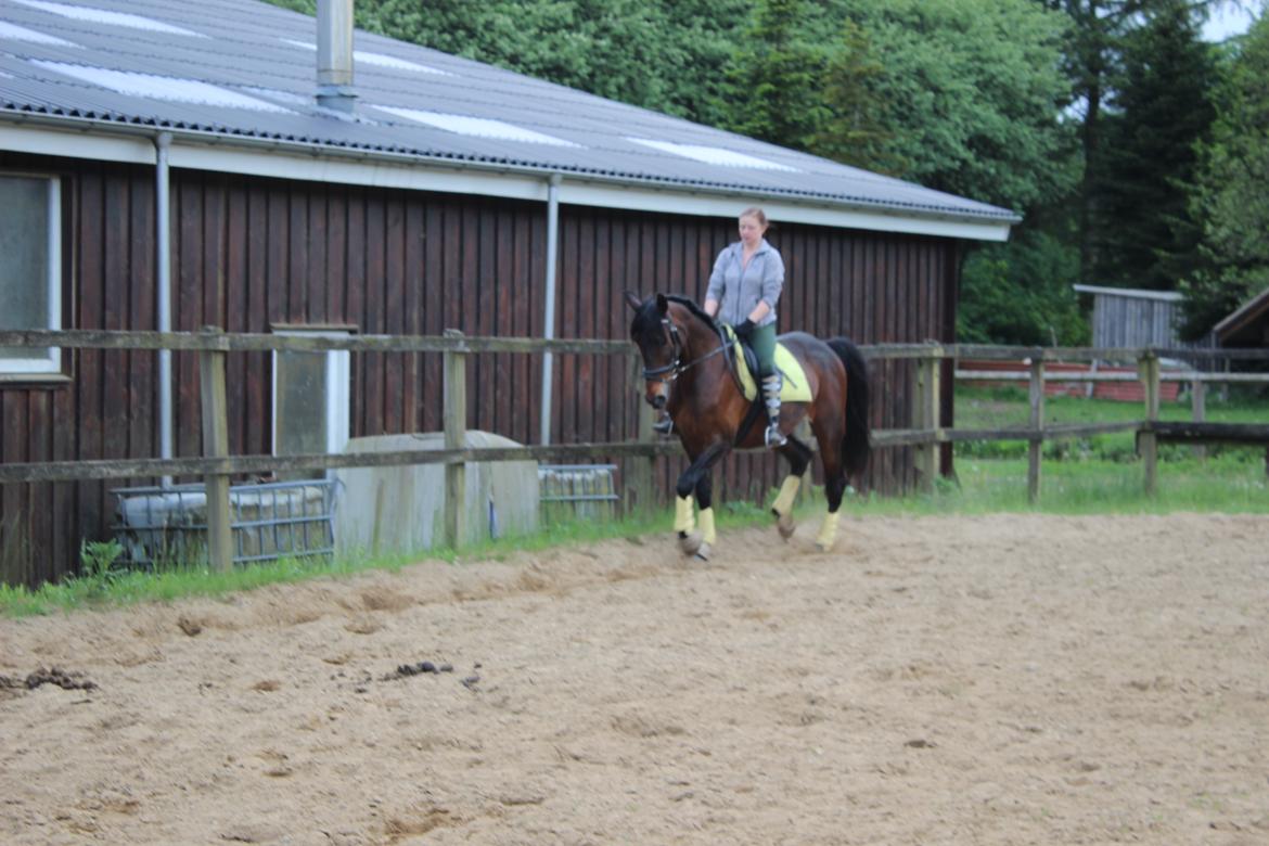 Standardbred Onki *Sille* - Træning på ridebanen 27. Maj 2016 billede 9