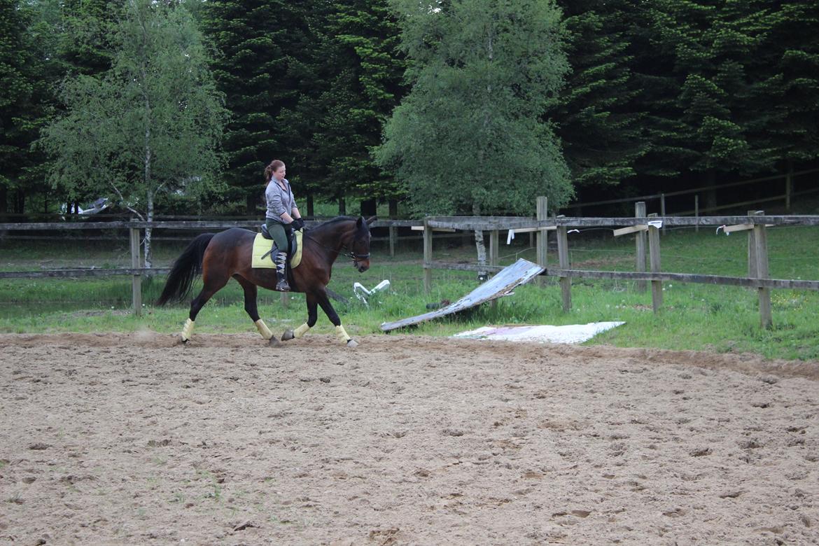 Standardbred Onki *Sille* - Træning på ridebanen 27. Maj 2016 billede 11