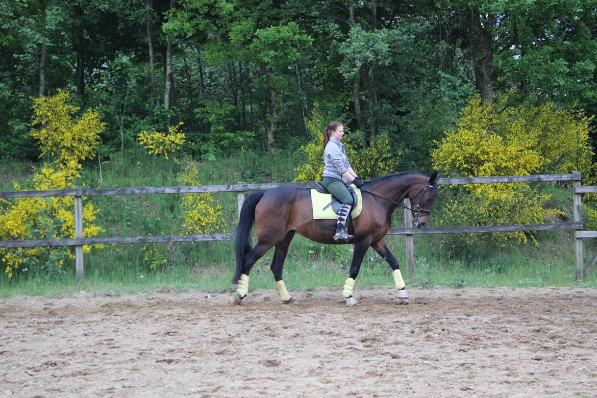 Standardbred Onki *Sille* - Træning på ridebanen 27. Maj 2016 billede 13