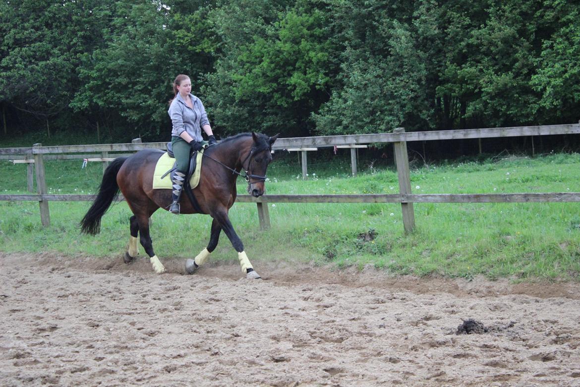 Standardbred Onki *Sille* - Træning på ridebanen 27. Maj 2016 billede 15
