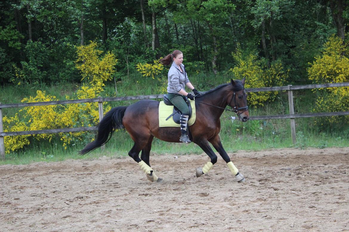 Standardbred Onki *Sille* - Træning på ridebanen 27. Maj 2016 billede 17