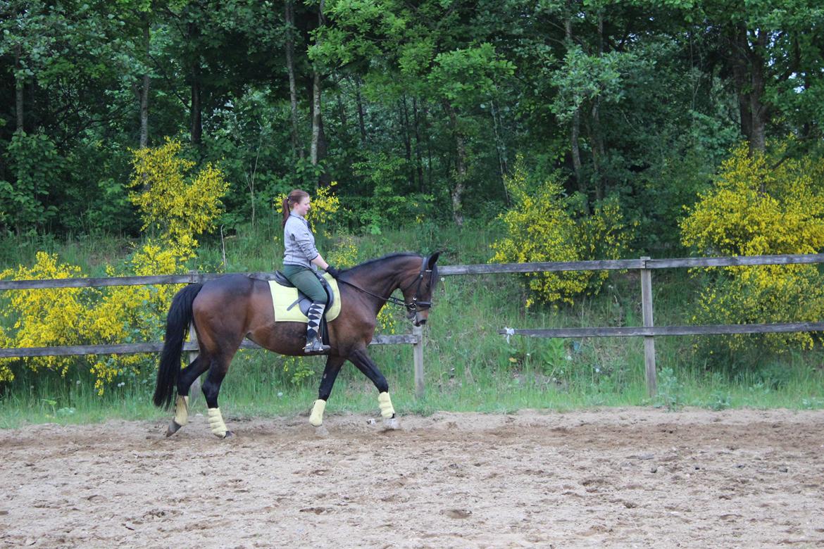 Standardbred Onki *Sille* - Træning på ridebanen 27. Maj 2016 billede 12