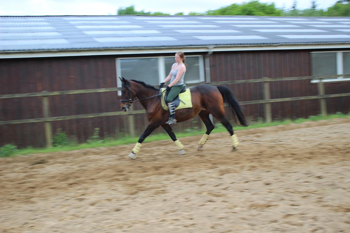 Standardbred Onki *Sille* - Træning på ridebanen 27. Maj 2016 billede 19