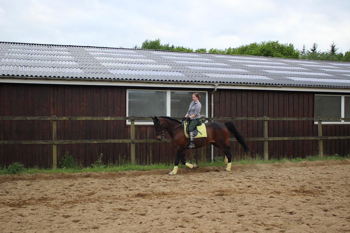 Standardbred Onki *Sille* - Træning på ridebanen 27. Maj 2016 billede 18