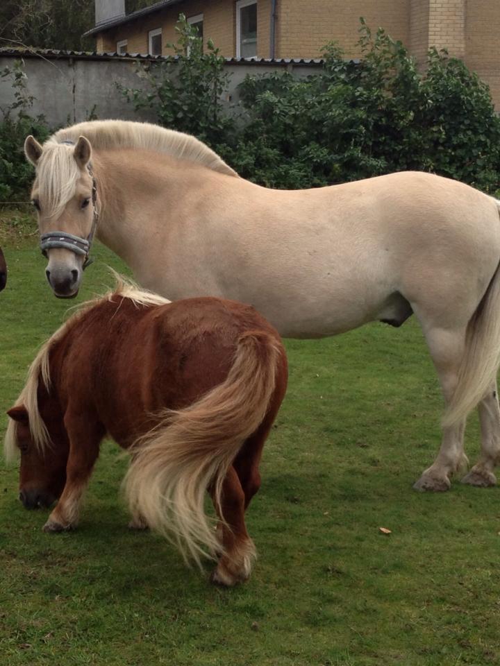 Shetlænder Højbos Rondo billede 2