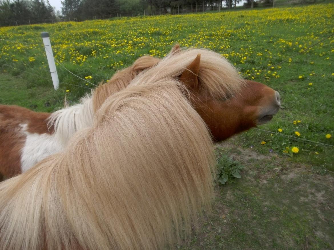 Shetlænder Højbos Rondo billede 7