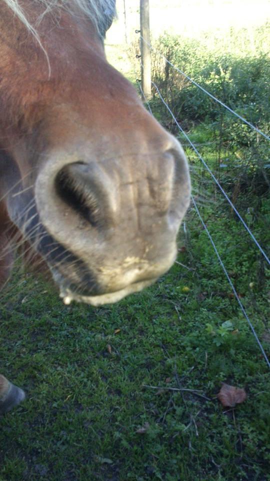 Shetlænder Højbos Rondo billede 8