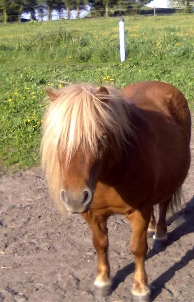 Shetlænder Højbos Rondo billede 9