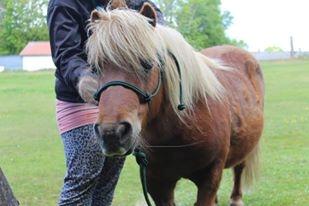Shetlænder Højbos Rondo billede 10