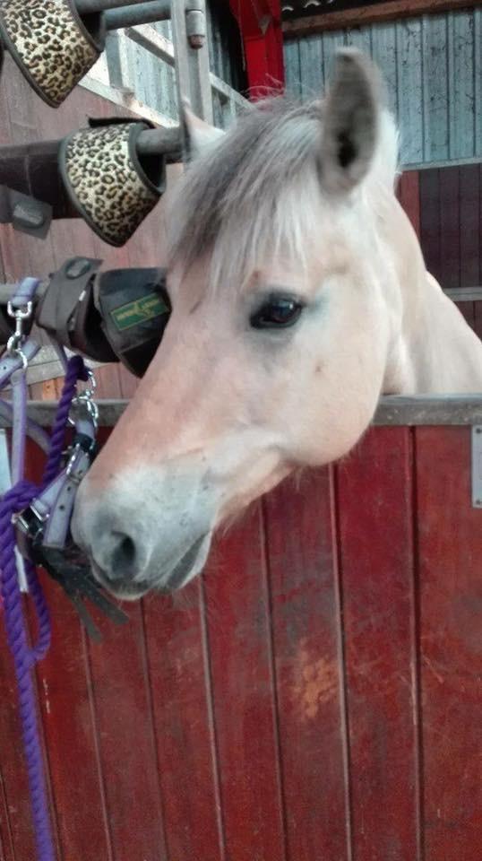 Fjordhest Thilde billede 47