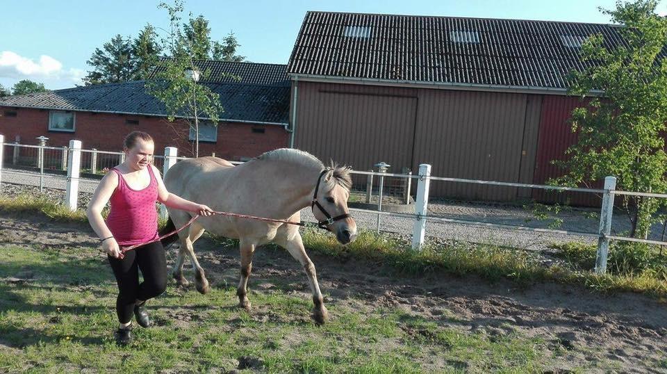 Fjordhest Thilde billede 48