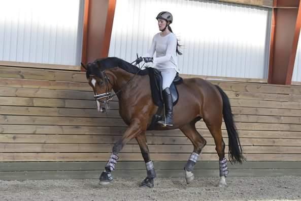 Dansk Varmblod Era Picture - Perfect billede 37