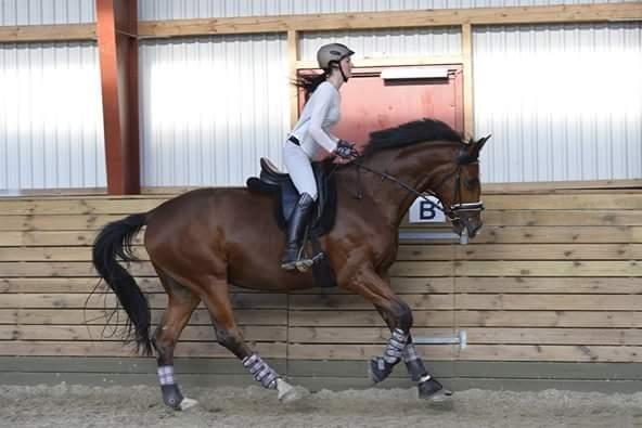 Dansk Varmblod Era Picture - Perfect billede 38