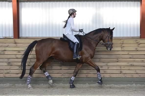 Dansk Varmblod Era Picture - Perfect billede 39