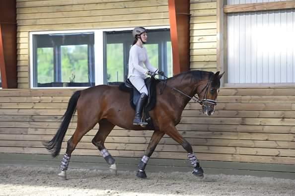 Dansk Varmblod Era Picture - Perfect billede 40