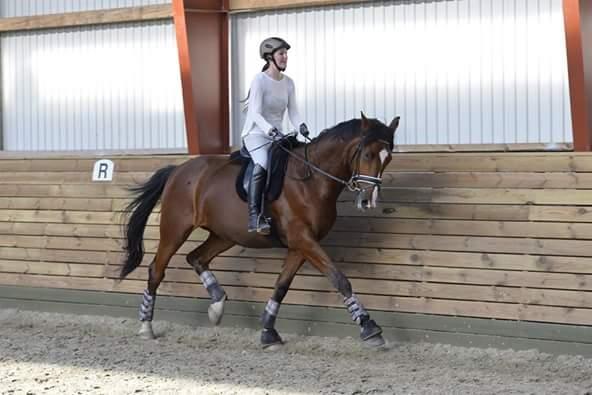 Dansk Varmblod Era Picture - Perfect billede 41