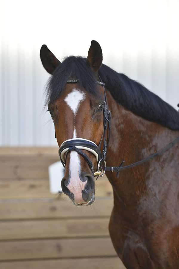 Dansk Varmblod Era Picture - Perfect billede 42