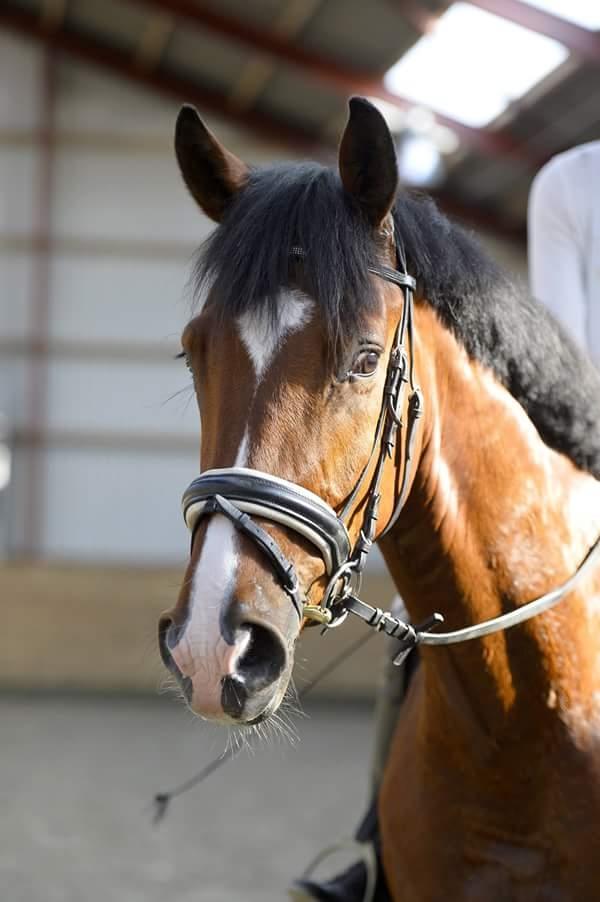 Dansk Varmblod Era Picture - Perfect billede 43