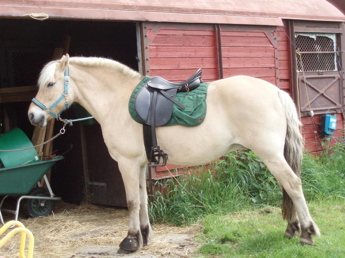 Fjordhest Vrå nikita - næsten klar tilridetur 28 Maj 2016 billede 32