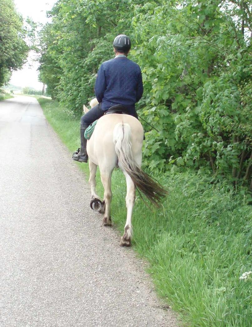 Fjordhest Vrå nikita billede 42