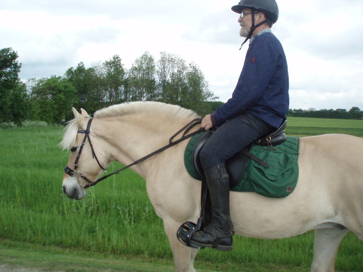 Fjordhest Vrå nikita billede 34