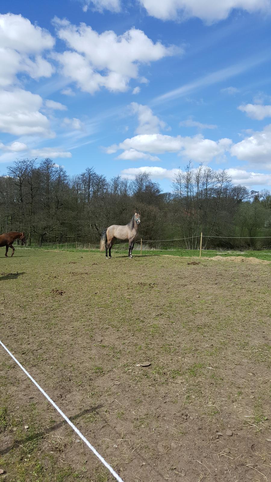 Pura Raza Española Primero  billede 5