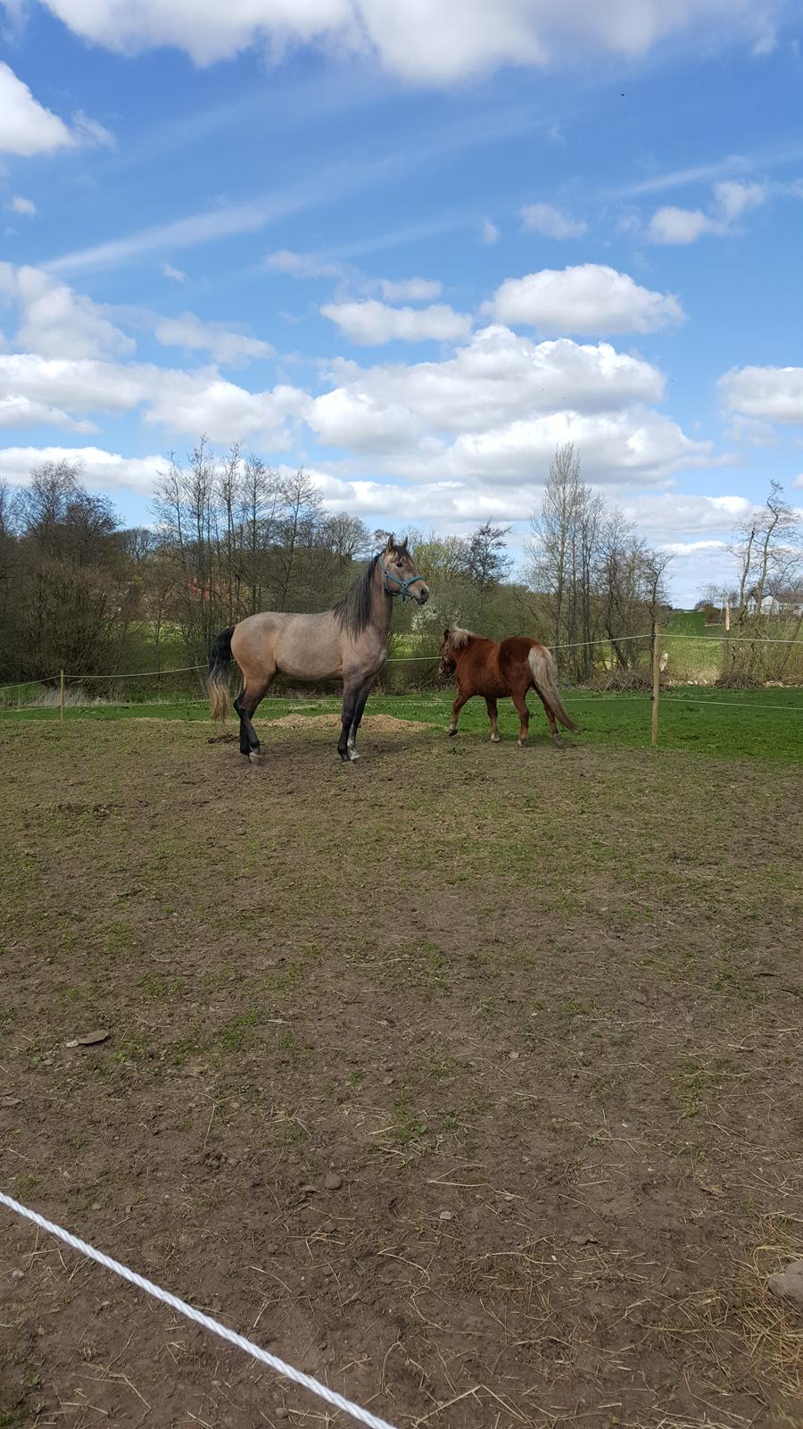 Pura Raza Española Primero  billede 6