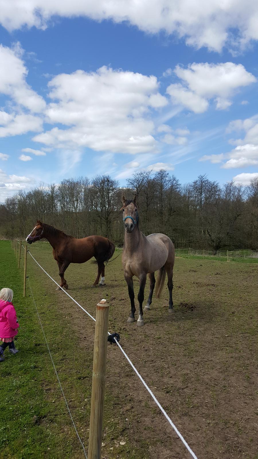 Pura Raza Española Primero  billede 8