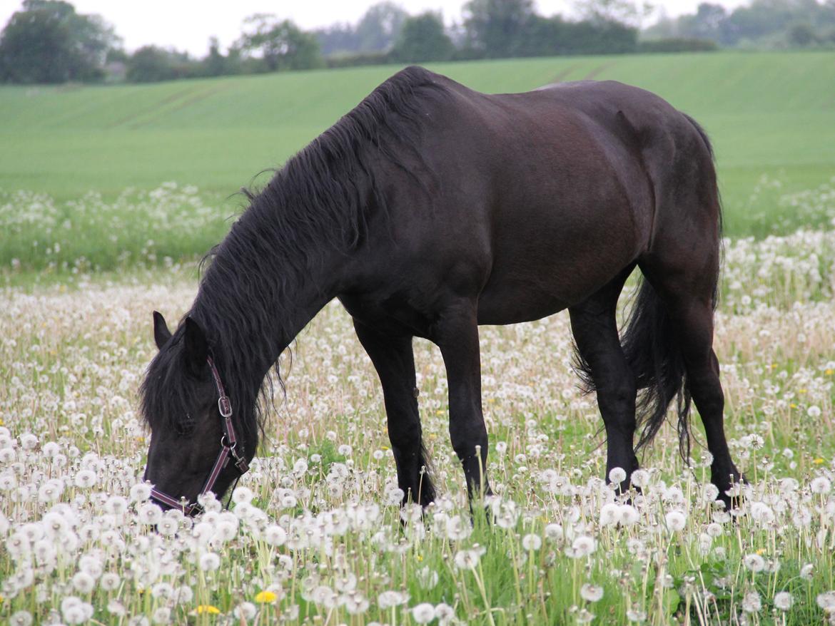 Frieser Miranda M.B. billede 8