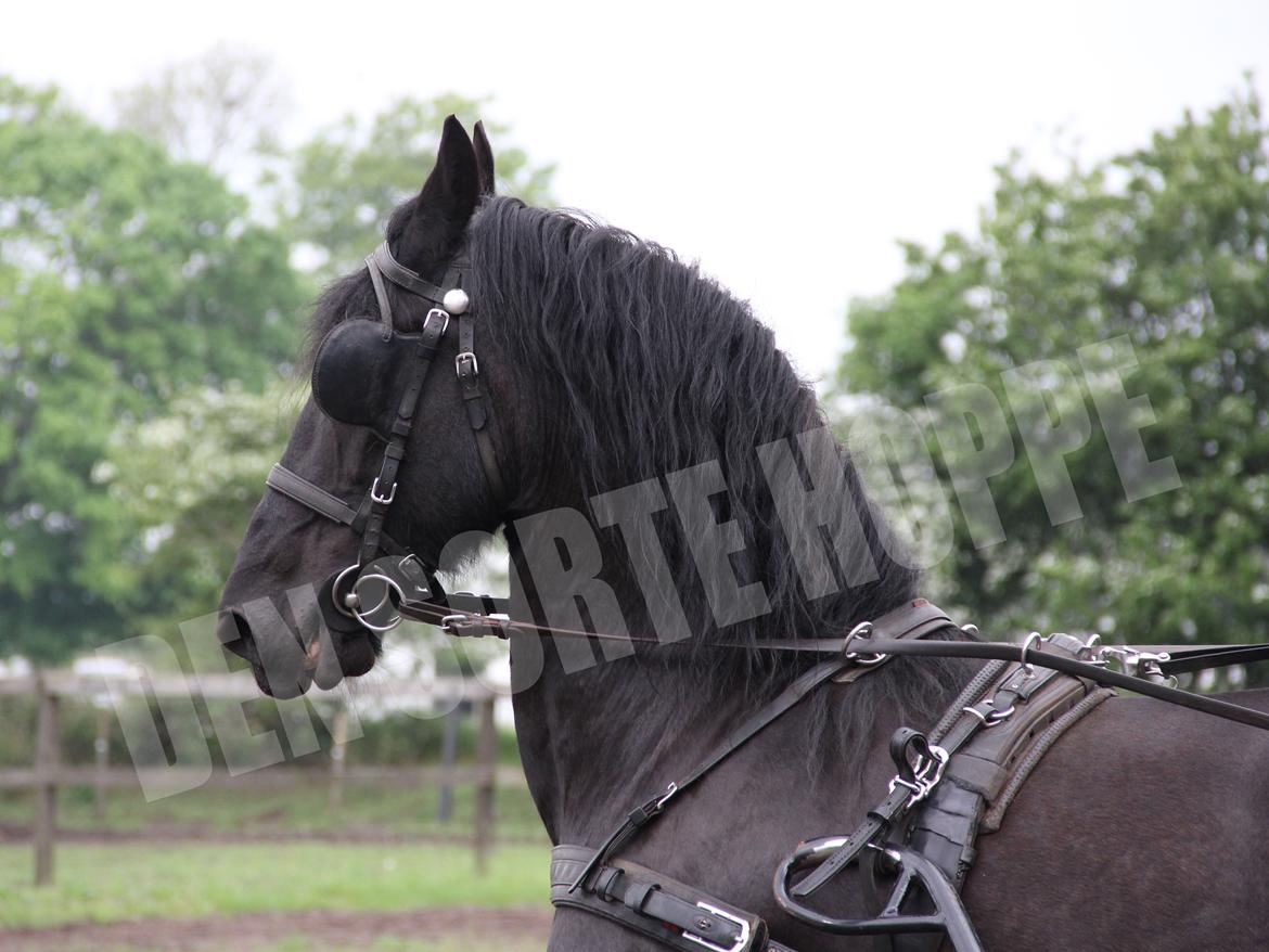 Frieser Miranda M.B. billede 2