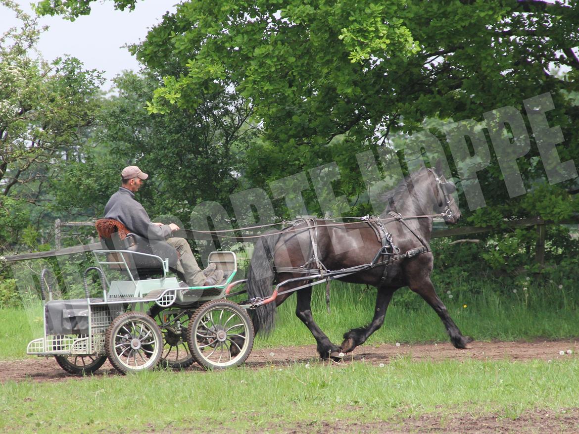 Frieser Miranda M.B. billede 10