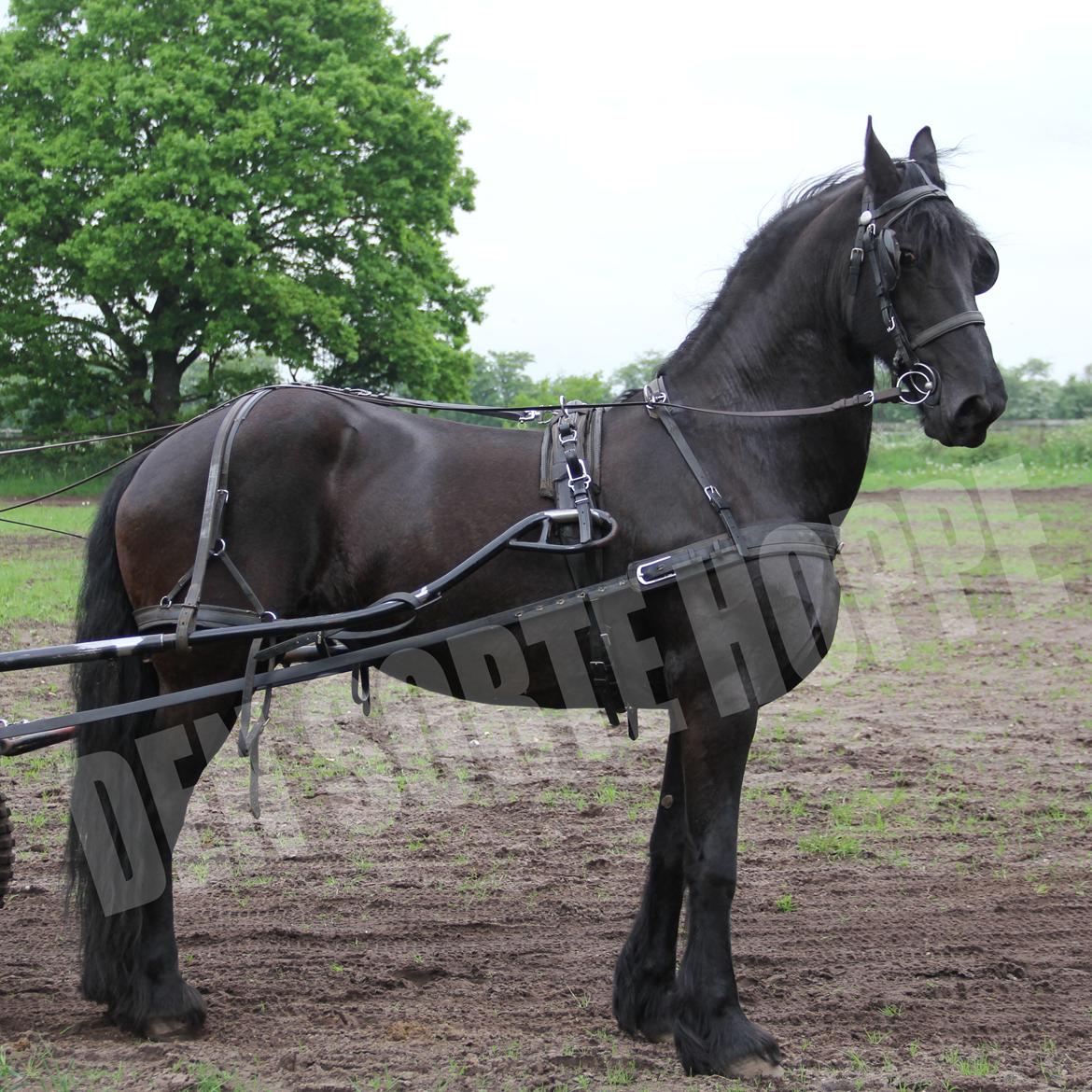 Frieser Miranda M.B. billede 12