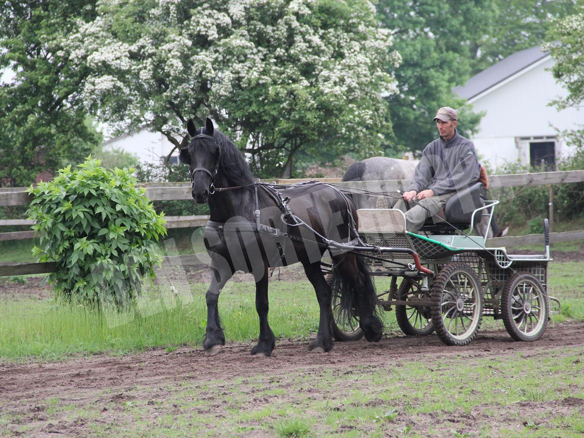 Frieser Miranda M.B. billede 13