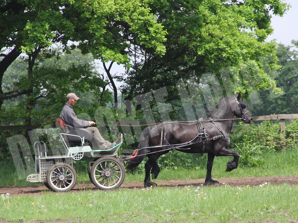 Frieser Miranda M.B. billede 11