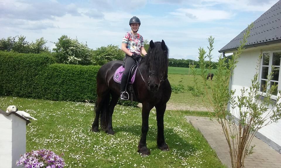 Frieser Alegro Ellemose  billede 5