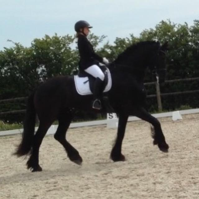 Frieser Alegro Ellemose  billede 4