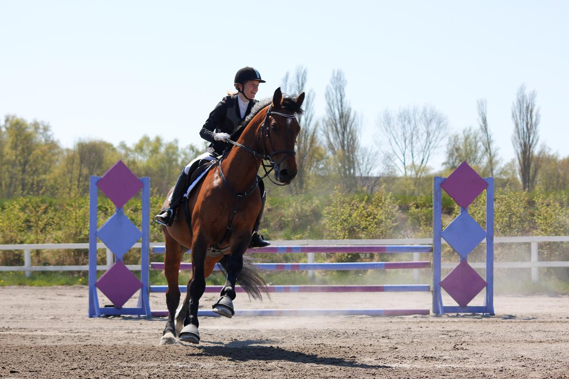 Dansk Varmblod Comfort billede 6