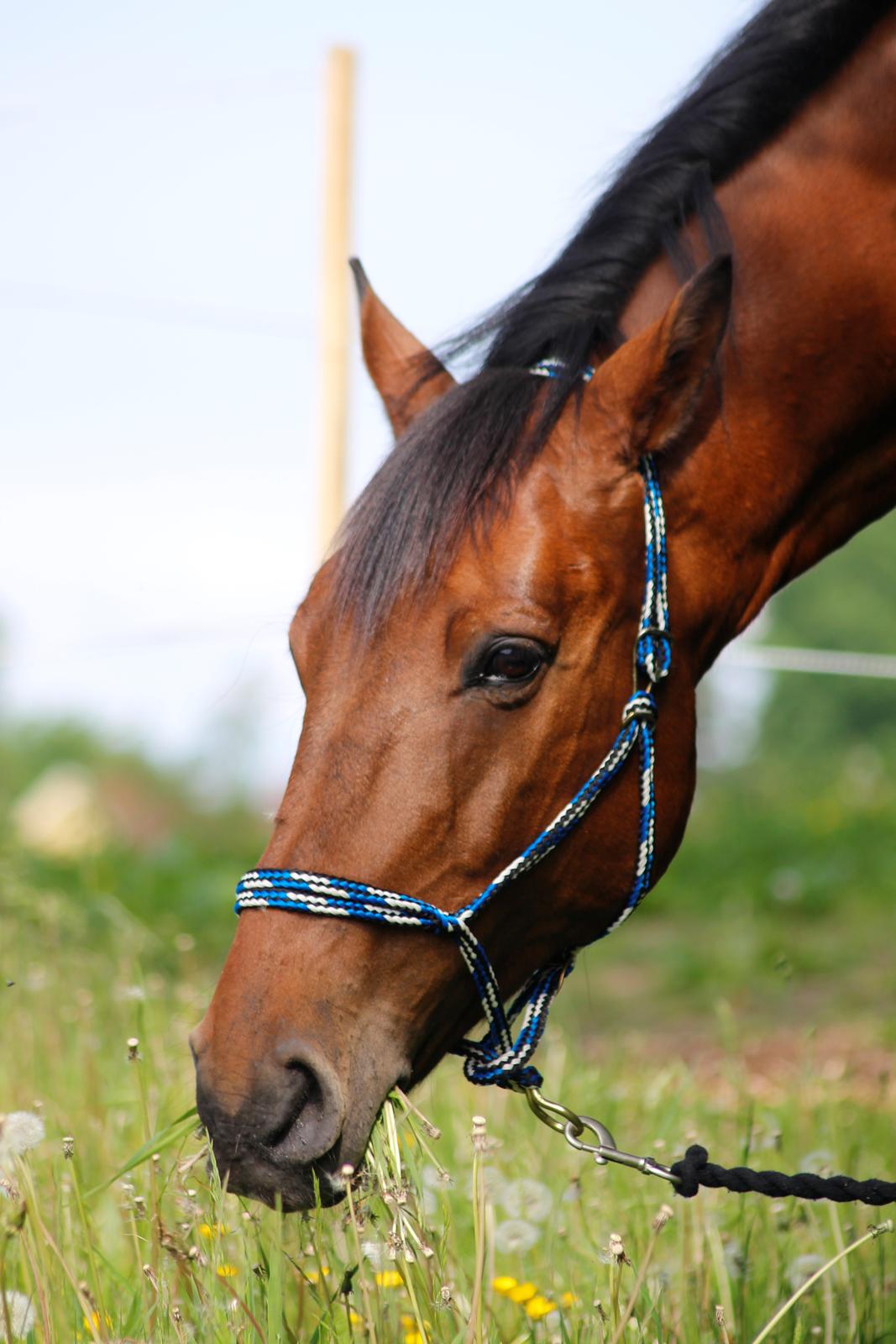 Dansk Varmblod Comfort billede 7