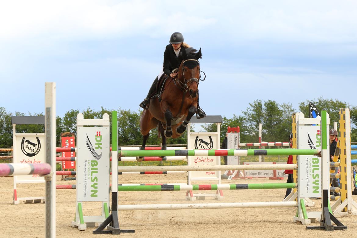 Dansk Varmblod Happy Heart C  - MB 125 cm. 2016 billede 1