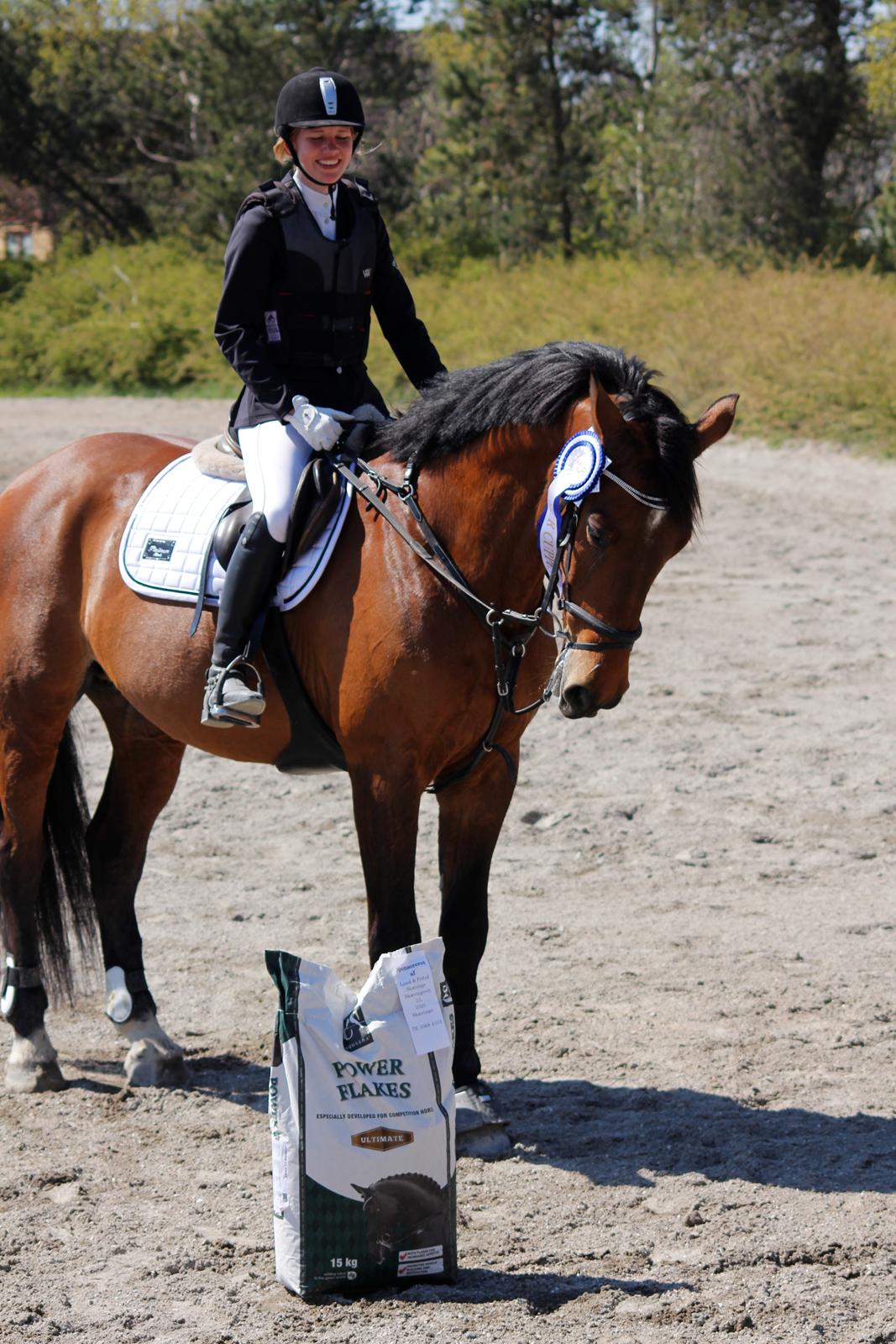 Dansk Varmblod Comfort billede 10