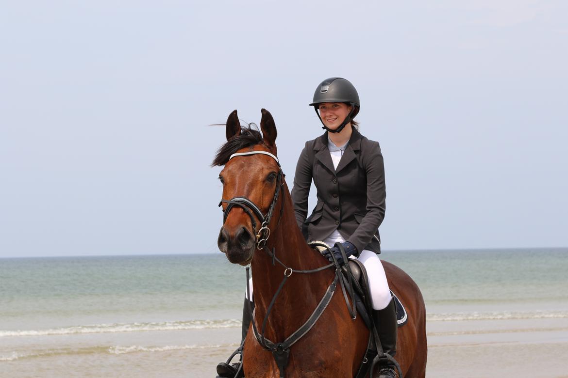 Dansk Varmblod Happy Heart C  - Rømø 2015  billede 18