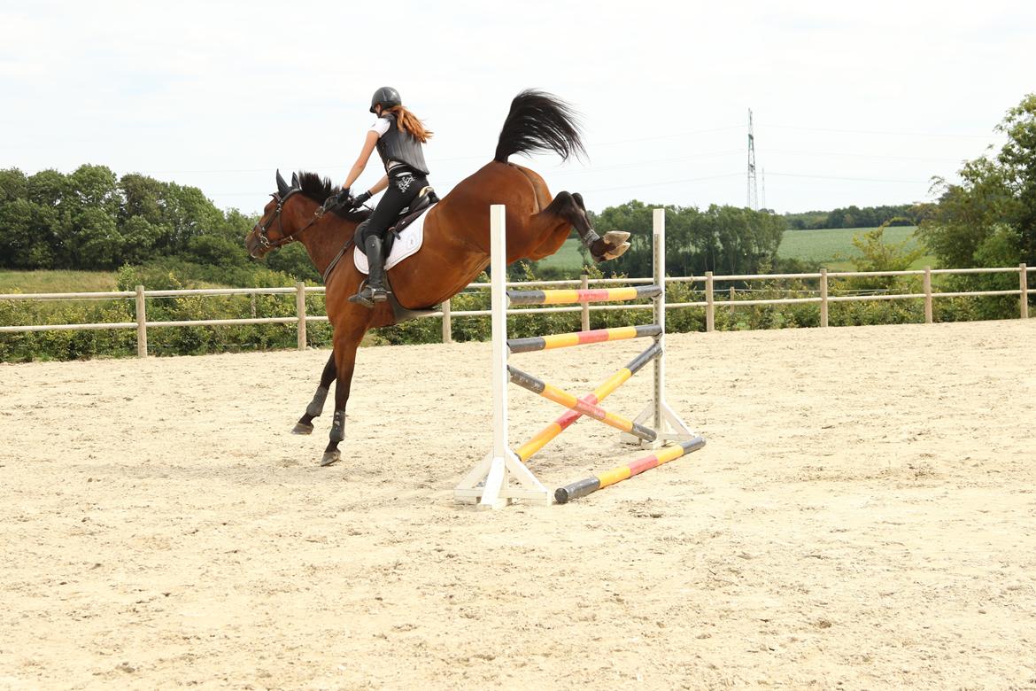 Dansk Varmblod Happy Heart C  - Træning v. Lars Fedder 2015 billede 4