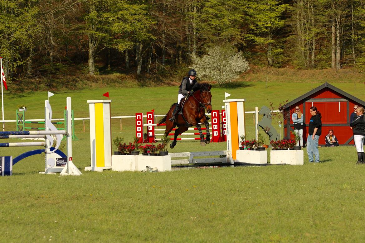 Dansk Varmblod Happy Heart C  - Morsø 2016 LA 120 cm. billede 2