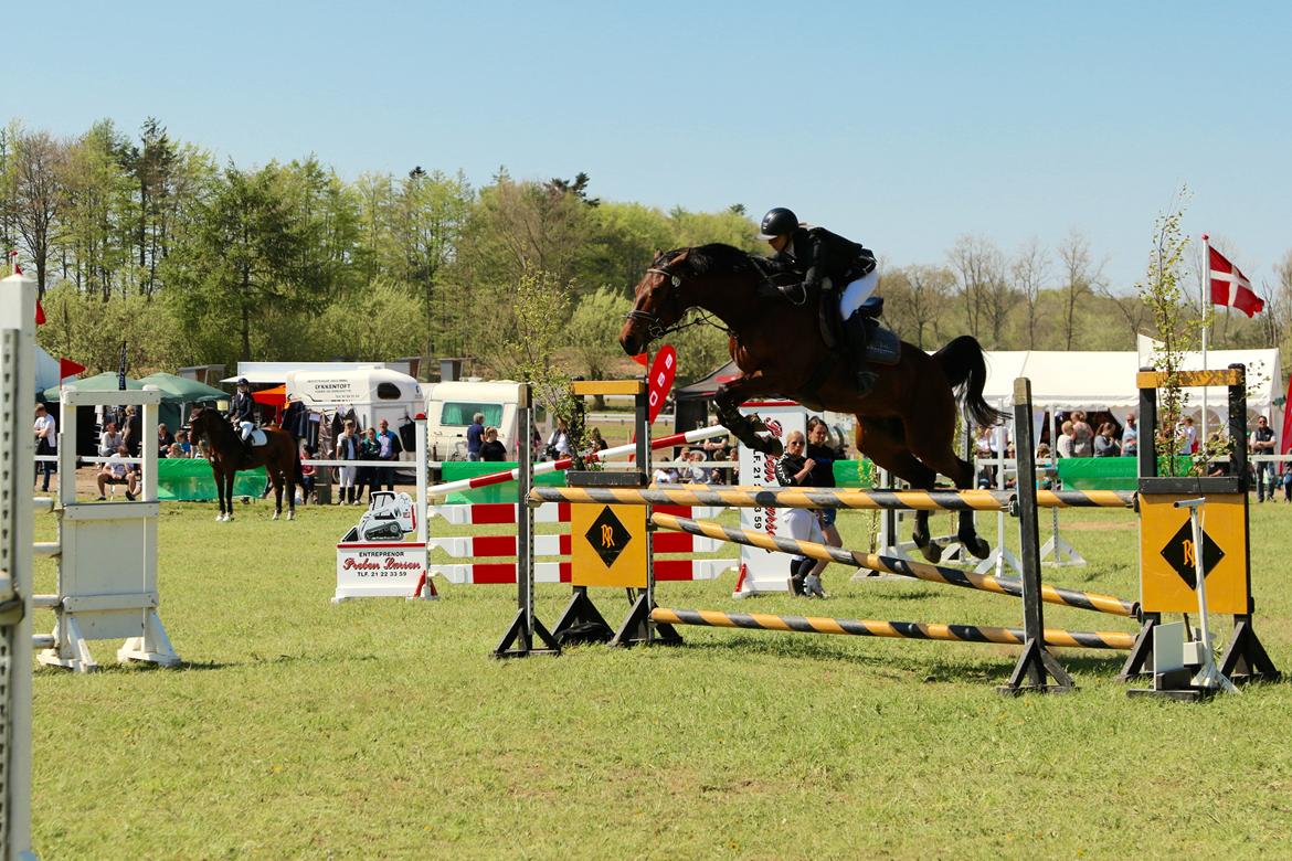 Dansk Varmblod Happy Heart C  - Morsø 2016 LA 115 cm. billede 11