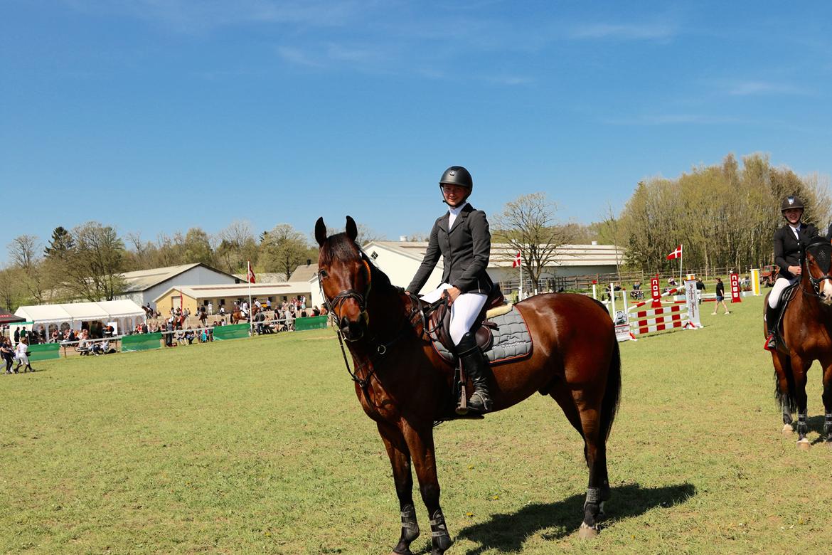 Dansk Varmblod Happy Heart C  - Morsø 2016, vinder LA 115 cm. billede 16