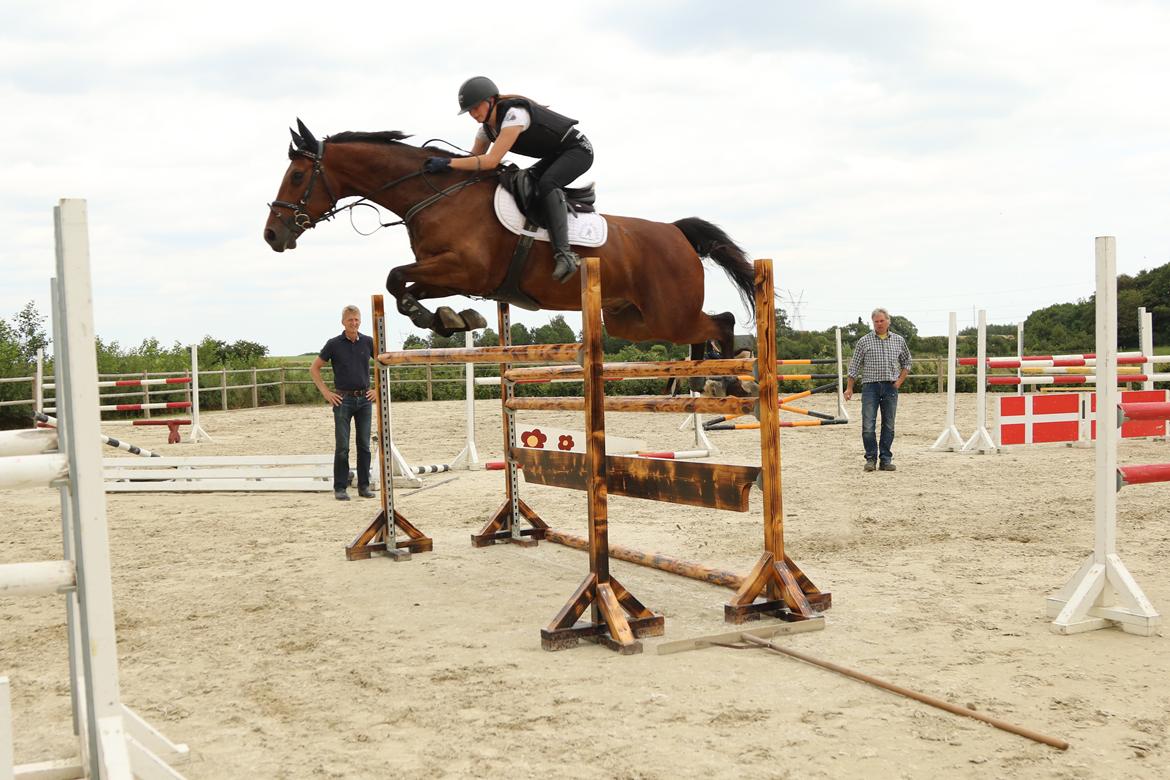Dansk Varmblod Happy Heart C  - Træning v. Lars Fedder 2015 billede 13