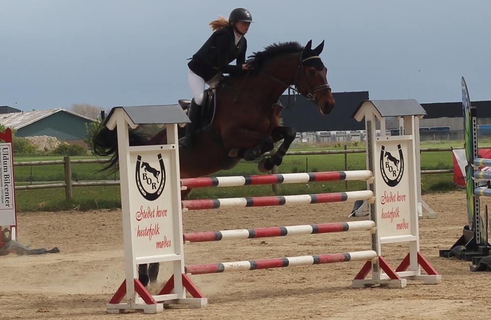 Dansk Varmblod Happy Heart C  - MB 125 cm. 2016 billede 8