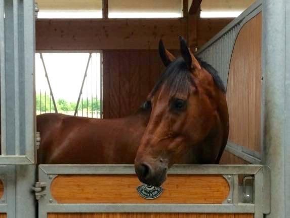 Dansk Varmblod Happy Heart C  billede 9