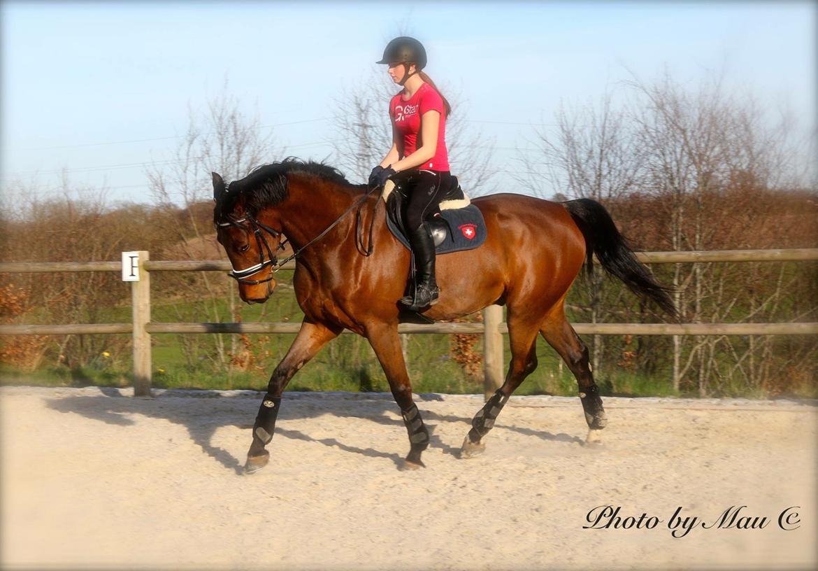 Dansk Varmblod Happy Heart C  - Dressur 2015 billede 15